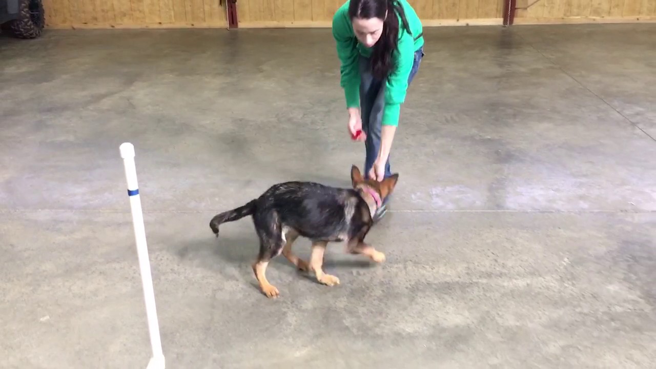 camera iphone 8 plus apk German Shepherd 