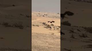 FALCON &amp; HOUBARA DEPENDS THERE LIFE FIR SERVIVEL 🔥#falcon #wildlifeentertainment #huntingtraditions