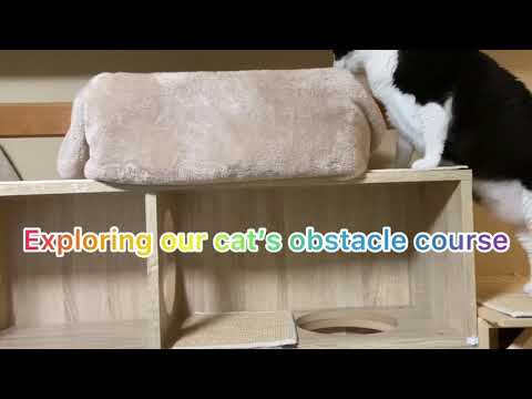 Catification For My Cats Smokey And Nana ( Music by Adam Vitovsky)