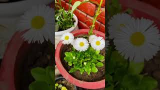 English Daisy Flower Plant