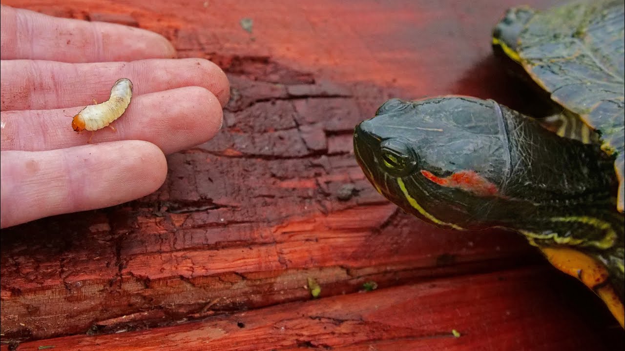 Turtles Love Grub Worms! YouTube