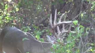 BROSECO Hunt Video