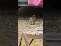 Squirrel calmly crunching then... Stitch #shorts #squirrel #squirrelseating