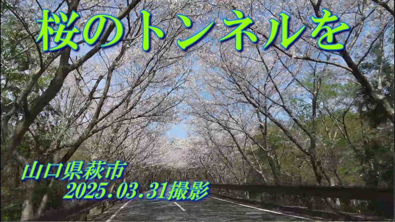 桜のトンネルを　萩花台　2025.03.31撮影