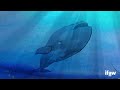 Only 414 North Atlantic right whales remain..