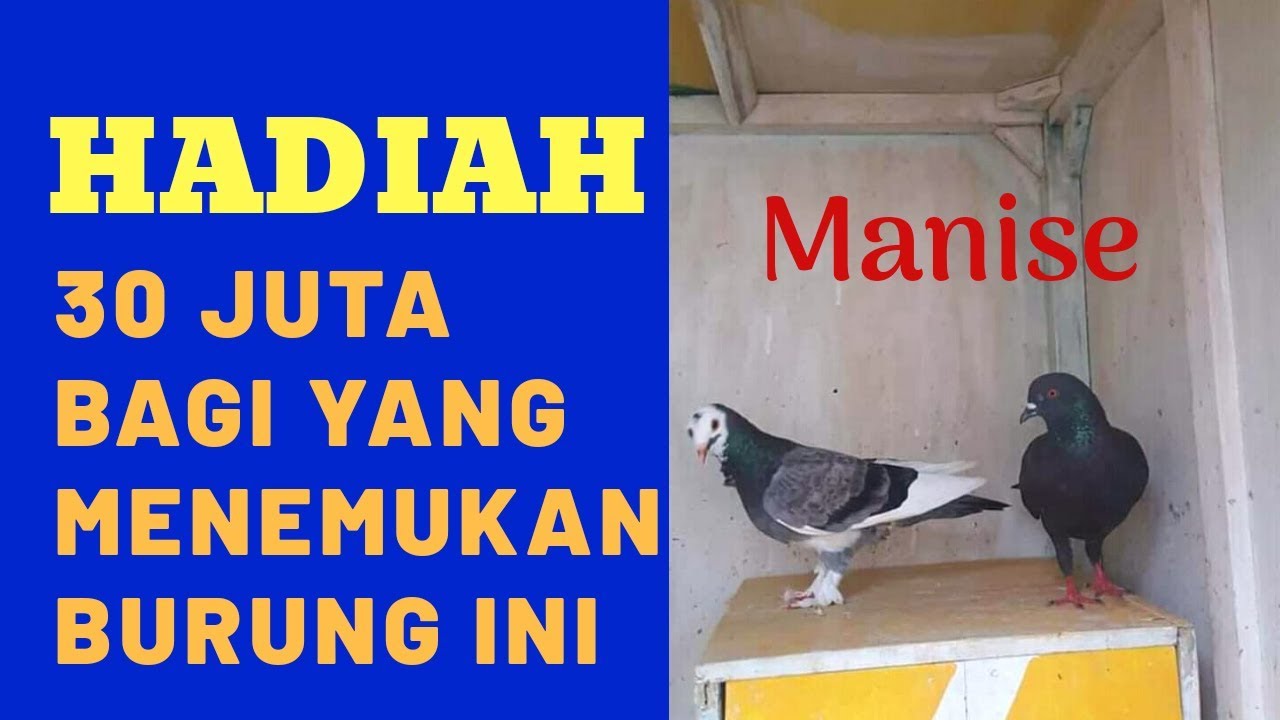 Sayembara Merpati Kolong Manise Senilai 30juta Youtube