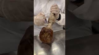 LIGAMENTO/ARTICULAÇÃO METACARPOFALANGEANA EQUINA – ANATOMIA VETERINÁRIA I.