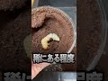 幼虫の死因はこれ