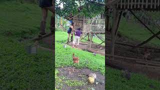 Feeding The Duck And Picking 1 For Slughter Miss Shirly