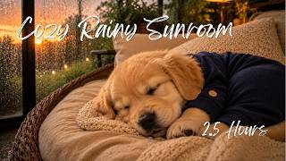 Cozy Rainy Sunroom 🌿 Soft Music for Deep Sleep with a Sleepy Puppy | Relaxing Music, Study screenshot 4
