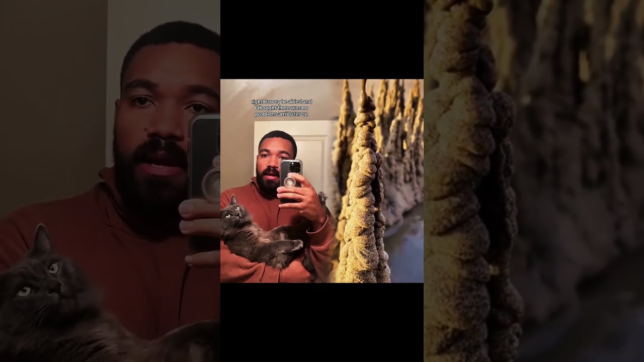 Why Cat Duet Funny Lifeisbutadream Comedy