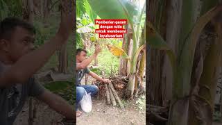 cara membasmi penyakit layufusarium pada pohon pisang secara alami #petani#pisang #ganteng