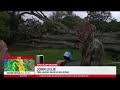 Atmospheric River: Trees downed due to strong winds along San Mateo County coast