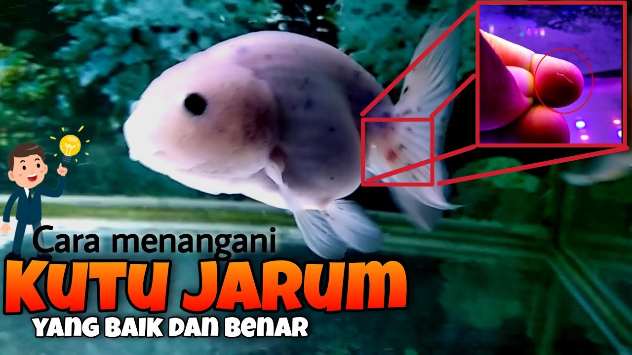 KUTU JARUM - CARA PENANGANAN YANG BAIK DAN BENAR - PENYAKIT IKAN MAS KOKI