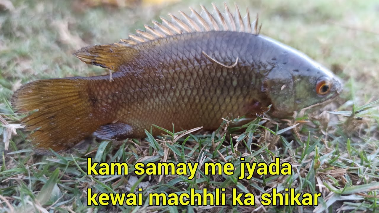 Kewai machhli ka shikar aise kijiye || कम समय मे ज्यादा केवई मछली का शिकार || sundar bihar