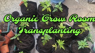 Organic Grow Room Transplanting