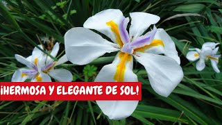 African Lily Basic Care at Home | A Radiant Plant for Gardens!