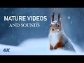 Relaxing natures and asmr sounds  through the seasons with red squirrels