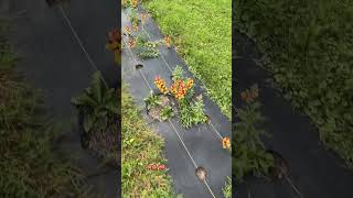 Snapdragon obsessed 😍 #whydefamilyfarm #gardening #flowers #gardendesign #pooptroop #life