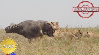 A 48-hour bloody battle between nine lions and a buffalo!!! [African Safari Plus⁺] 164