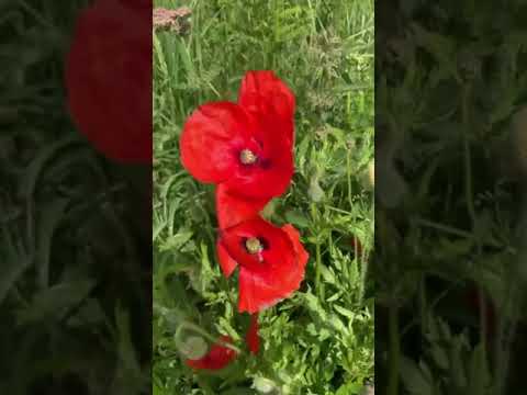 Walking around this peaceful field