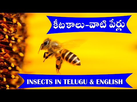 #insects|కీటకాలు - వాటి పేర్లు| insects in Telugu| insects in Telugu & English