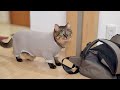 家族になった保護猫の眼と皮膚の再診に行った結果がこちらです