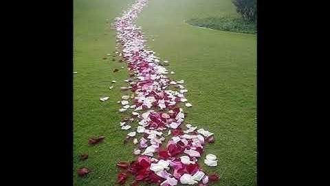 الشيخ توفيق بن سعيد الصائغ سورة AlQari'ah القارعة