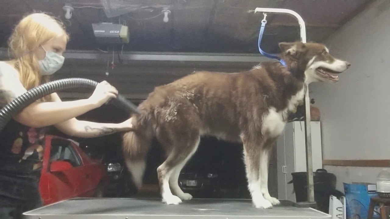 Husky Blowout Loki & Aurora YouTube