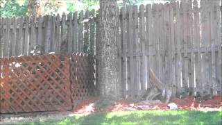 Cooper's Hawk vs  Squirrels Who will Win this Battle