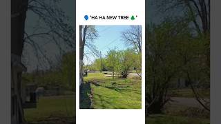 Hoe bomen ontstaan ​​#memes #grappig #grappigeclips #tiktok #reels #shorts