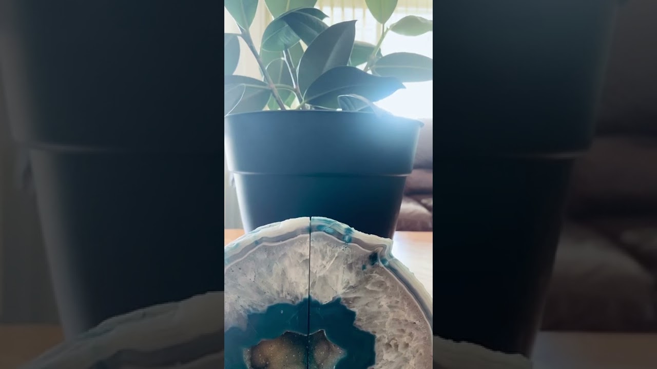 Spiritual Use of A Rubber Plant