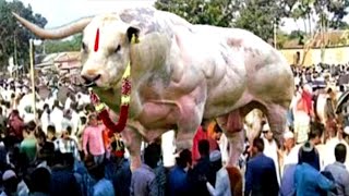 Biggest Bull Is Here | Belgiun Blue Beef Is Famous For It Impressive Muscling Belgian Blue Beef Cattle Franken Beef Or Future Meat Production