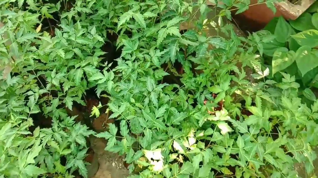 Azadirachta indica, Neem, Nimtree, Indian lilac Tree saplings : Our Medicinal & Healing plants range