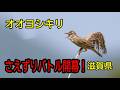 オオヨシキリ大合唱！まるで音ゲー対決！？西の湖の熱いさえずりバトル