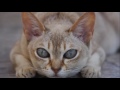 Singapura cat History,Personality,Health,Care の動画、YouTube動画。