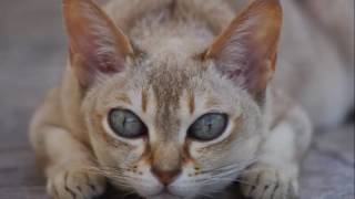 Singapura cat History,Personality,Health,Care by LENVO-TV 10,117 views 7 years ago 7 minutes, 19 seconds