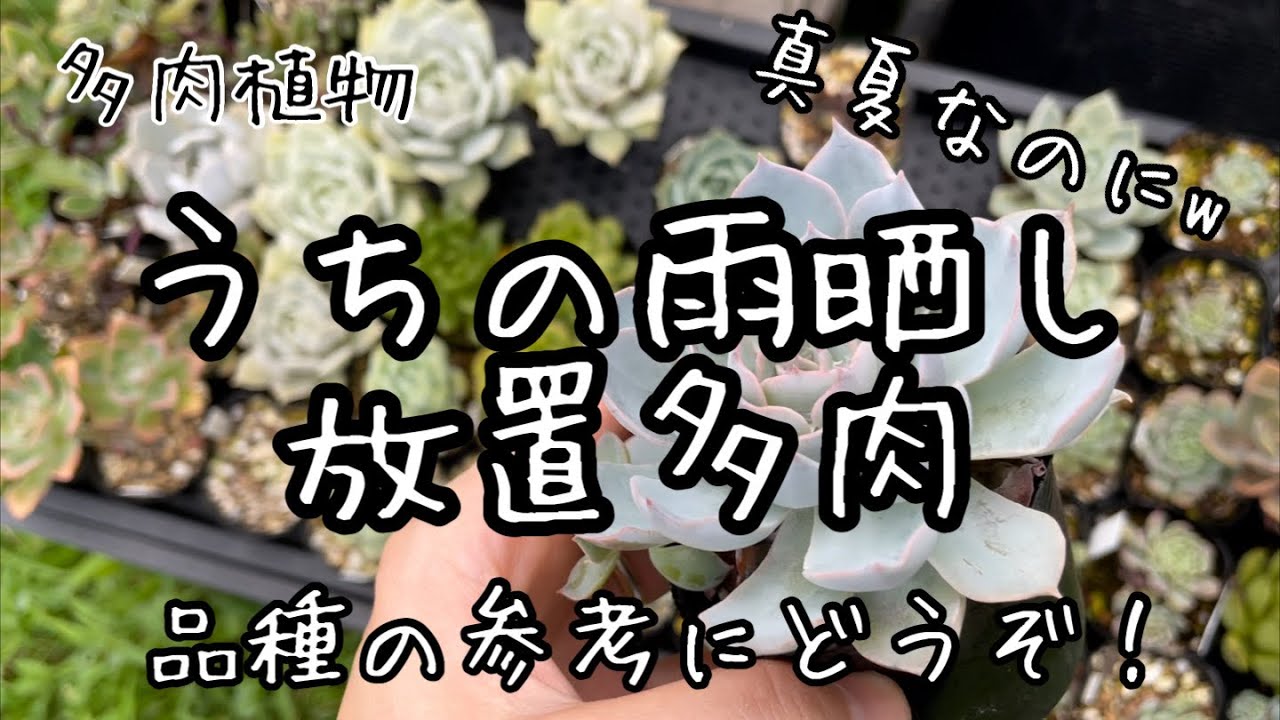 【多肉植物】うちの庭で強く生きる多肉を紹介します！
