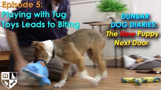Playing with Tug Toys Leads to Biting by Dunbar Academy 695 views 10 months ago 21 minutes