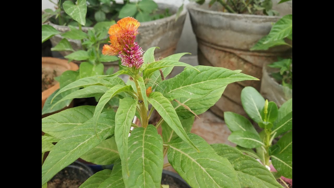 How To Grow & Transplant Celosia Summer Flower 