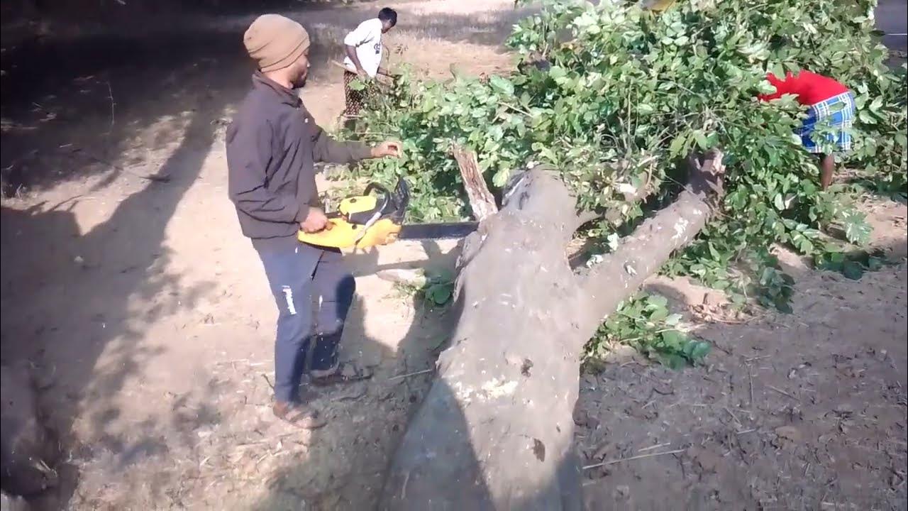 Baster Tree Cutting Village tree cutting Chainsaw__man All