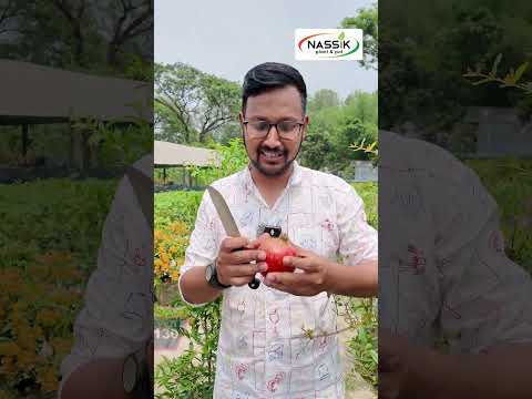 ফলসহ আনারের চারা 🍎 | ৬ মাসেই ফল! | বাংলাদেশের জন্য সেরা জাত