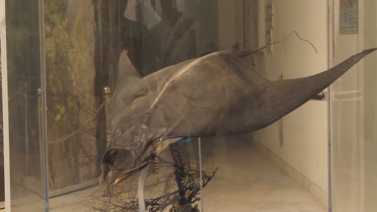 A Mirror of the Sea   Quảng Ninh Museum Reflects the Province’s Rich Legacy