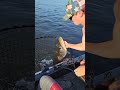 Huge muskie coming out of the net  fishing musky lakeofthewoods tamarack jlyonfishingteam