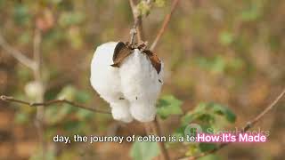 How cotton is grown and harvested |processed in the factory