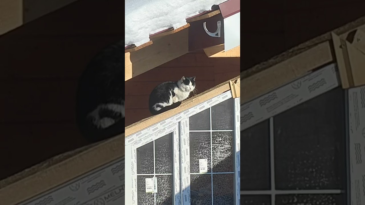 TG мои истории спасения (irescue) 