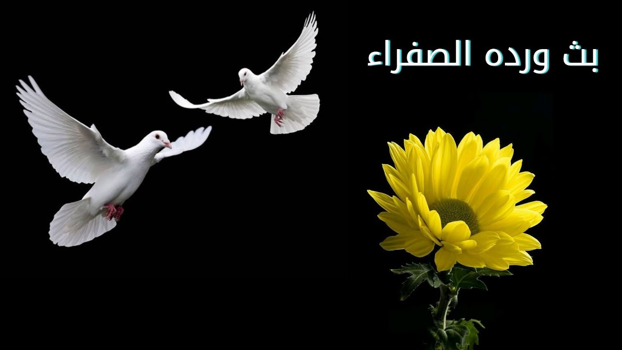 بث ورده الصفراء