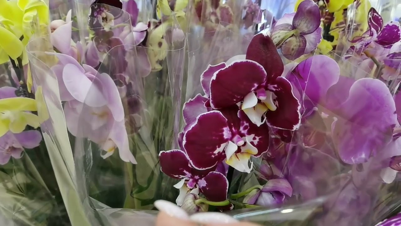 Орхидеи сейчас не привозит только ленивый. ОРХОШОПИНГ.