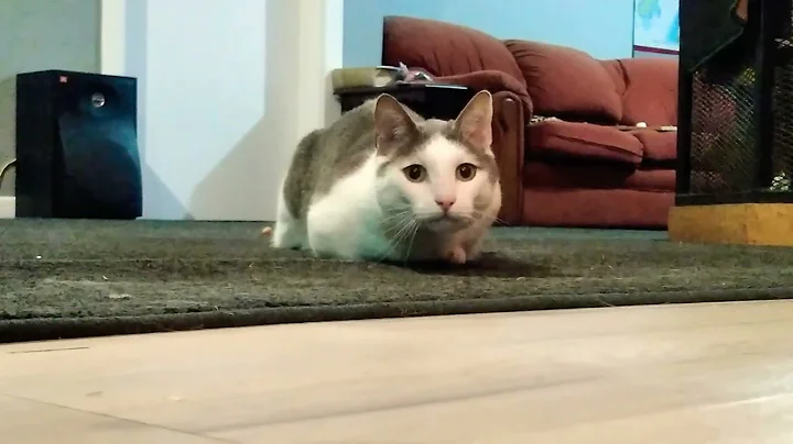 Watch the video about Mr Grieves the little Munchkin Cat! LOVES to CHASE! Like & Subscribe for more! #cute #munchkin #cat