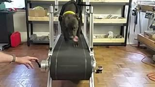 Dog Trotter K9 Treadmills